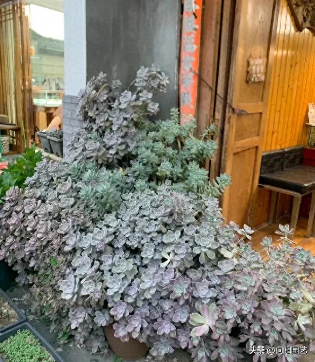 云南民宿前的多肉，盆盆爆满，花盆都放不下，散养状态也很好