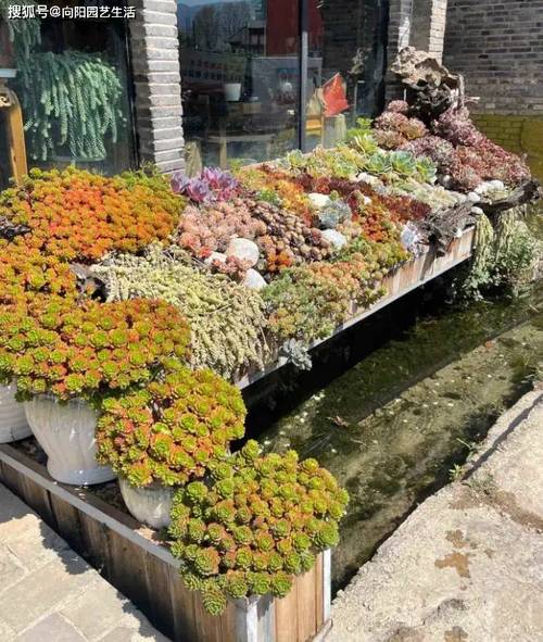 云南多肉植物种植_摇钱树多肉会爆盆吗_多肉植物生长环境