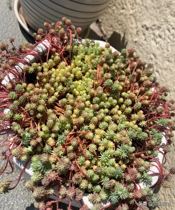 多肉植物生长环境_云南多肉植物种植_摇钱树多肉会爆盆吗