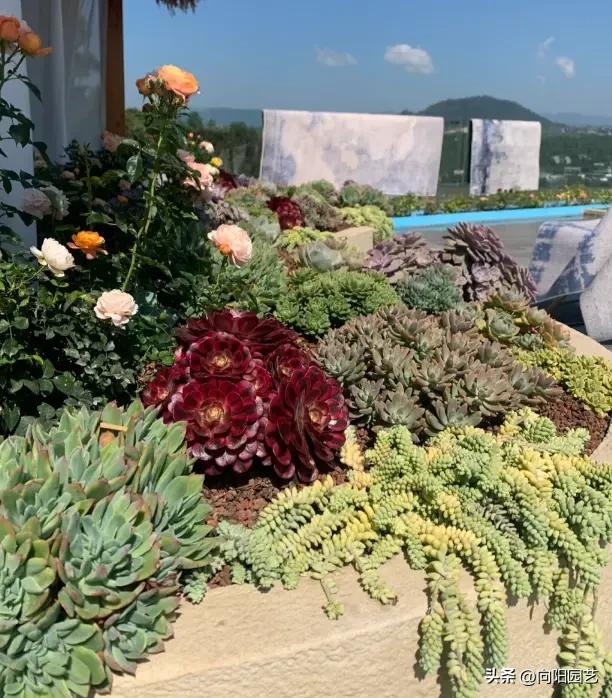 云南多肉植物种植_摇钱树多肉会爆盆吗_多肉植物生长环境