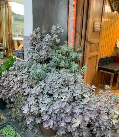 多肉植物生长环境_云南多肉植物种植_摇钱树多肉会爆盆吗