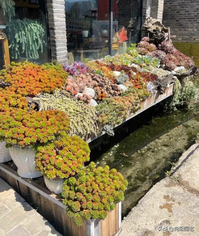 摇钱树多肉会爆盆吗_多肉植物生长环境_云南多肉植物种植