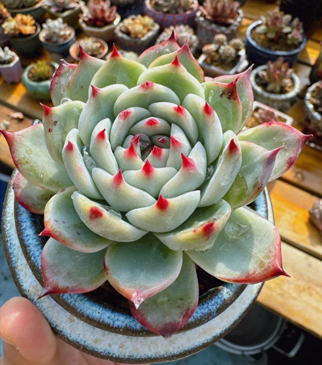 4种多肉越养越有“钱景”，一旦成老桩，不富也发，你家养了吗？