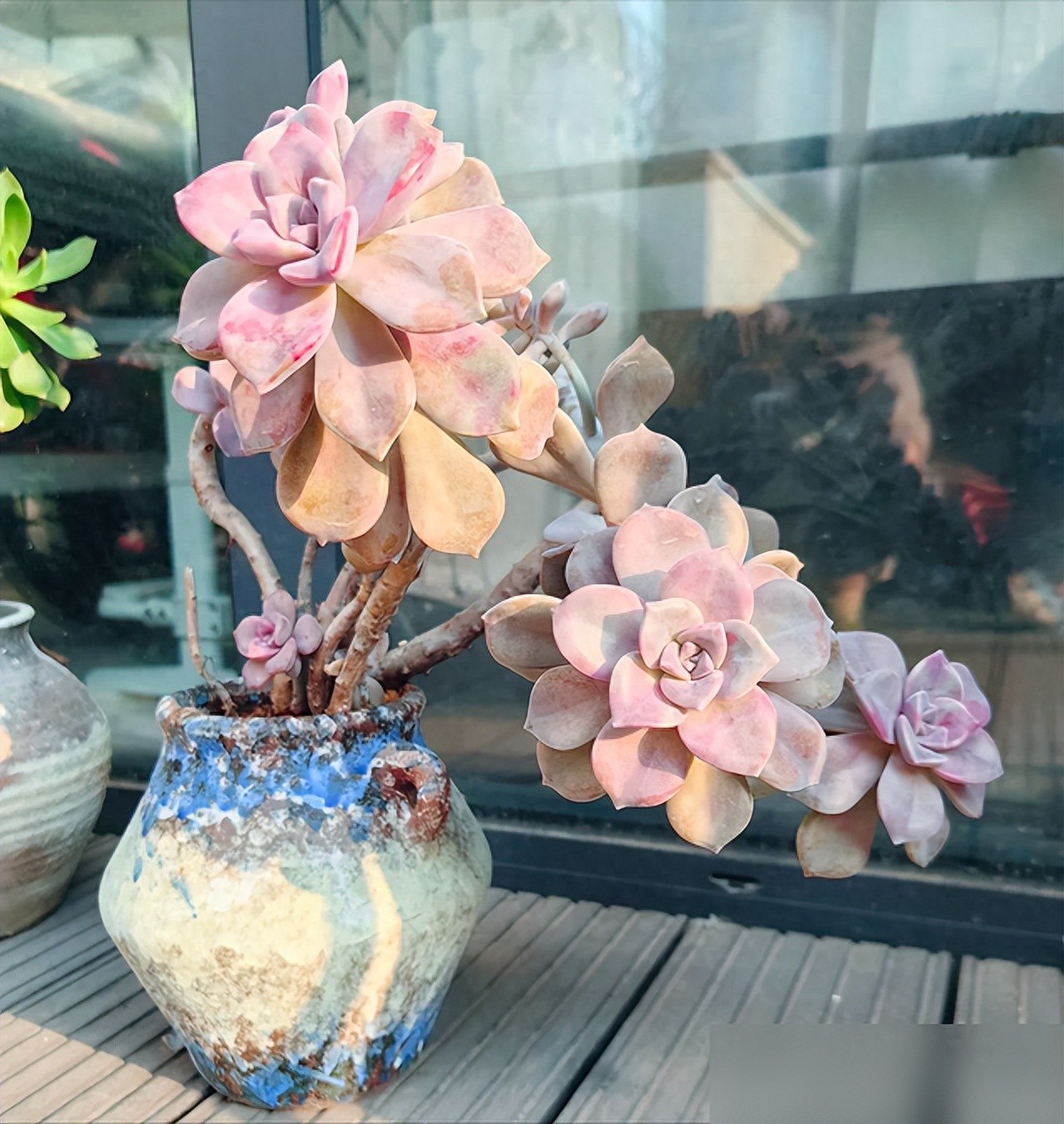 4种多肉越养越有“钱景”，一旦成老桩，不富也发，你家养了吗？