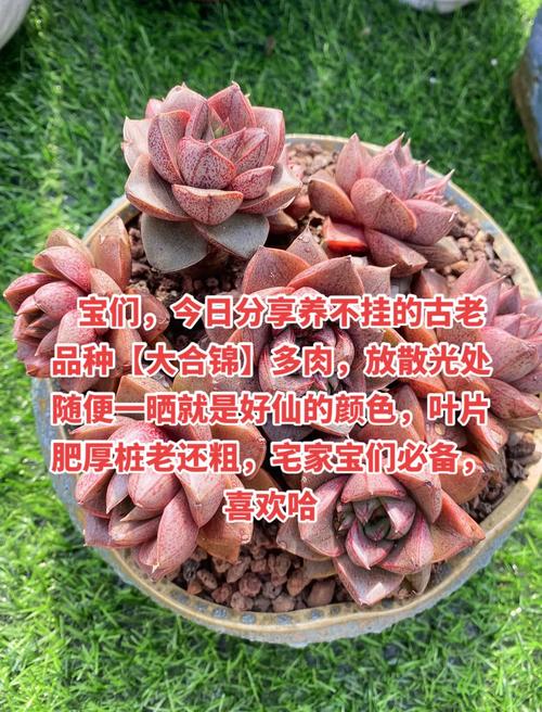 吉娃娃多肉价格对比_摇钱树多肉会爆盆吗_多肉植物老桩养殖技巧