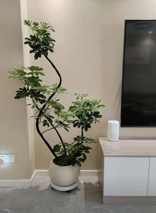 摇钱树苗种植方法_长安野外摇钱树_摇钱树可以水培吗