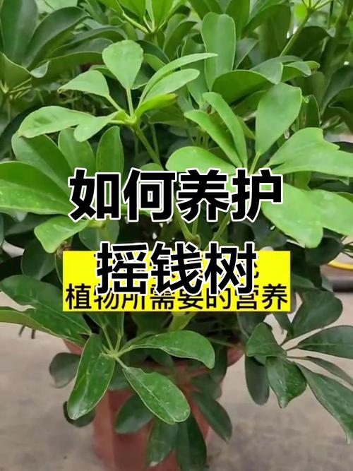 摇钱树扦插技巧_摇钱树可以水培吗_摇钱树养殖方法