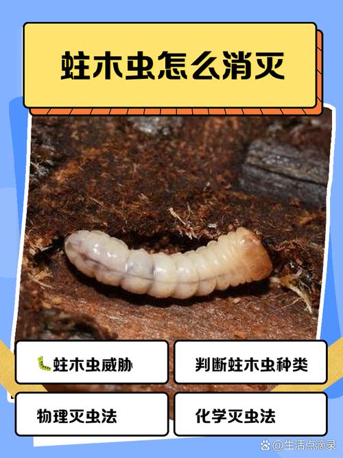 沙比利木材特性_花梨木分布地区_非洲楝和大叶桃花心木