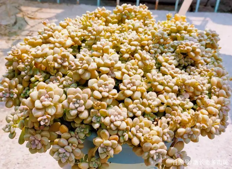 给大盆的丸叶姬秋丽多肉换盆是个技术活，弄不好它的叶片就会掉光