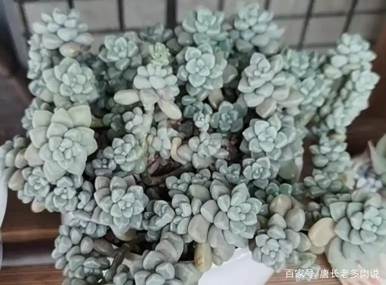 丸叶姬秋丽爆盆换盆方法_摇钱树多肉会爆盆吗_丸叶姬秋丽换盆注意事项