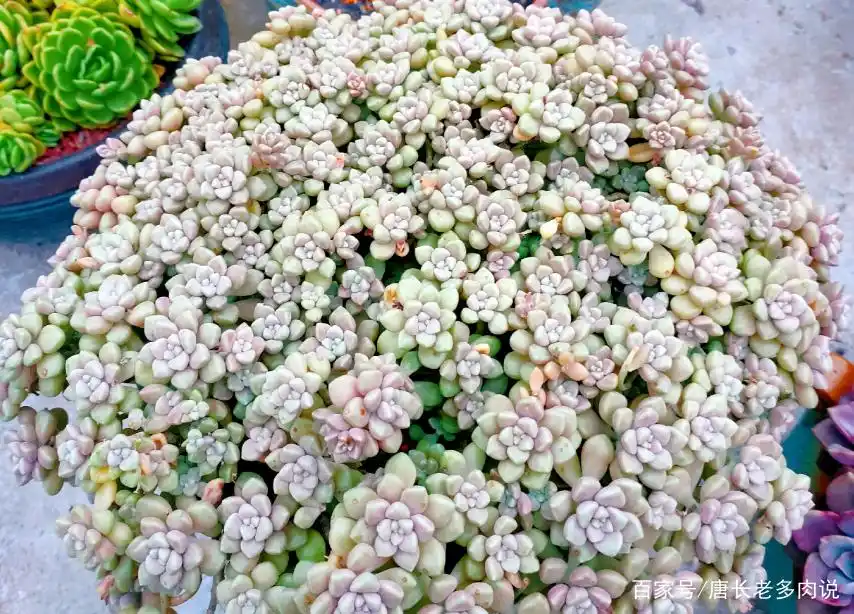 摇钱树多肉会爆盆吗_丸叶姬秋丽换盆注意事项_丸叶姬秋丽爆盆换盆方法