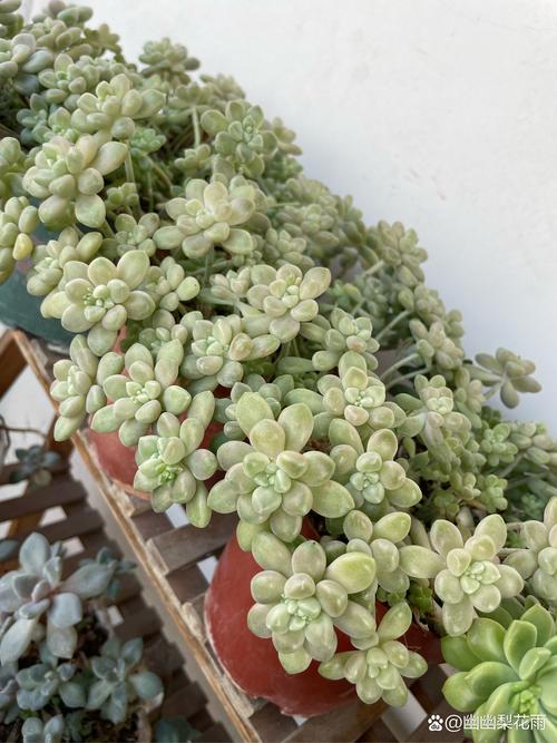 丸叶姬秋丽换盆注意事项_丸叶姬秋丽爆盆换盆方法_摇钱树多肉会爆盆吗