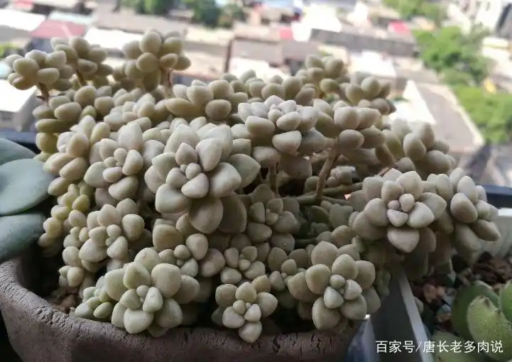 摇钱树多肉会爆盆吗_丸叶姬秋丽换盆注意事项_丸叶姬秋丽爆盆换盆方法