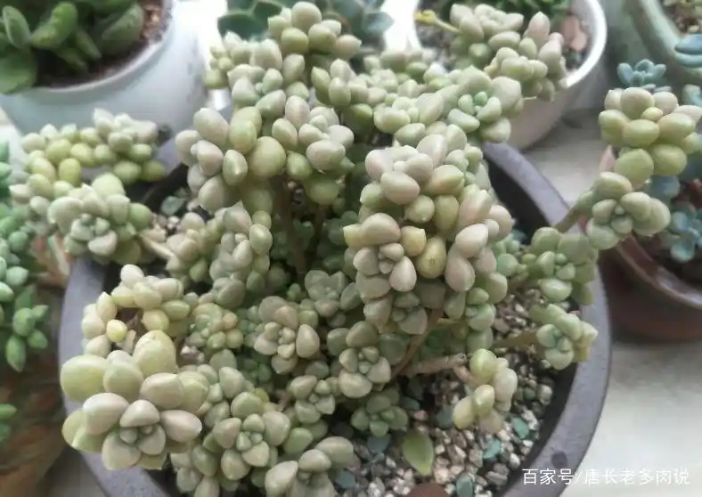 丸叶姬秋丽换盆注意事项_丸叶姬秋丽爆盆换盆方法_摇钱树多肉会爆盆吗