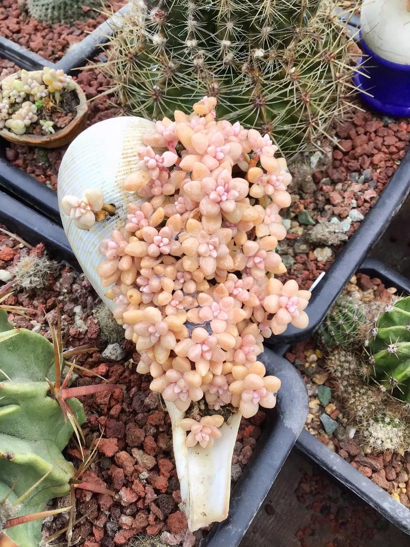 丸叶姬秋丽爆盆换盆方法_摇钱树多肉会爆盆吗_丸叶姬秋丽换盆注意事项