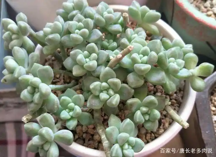 摇钱树多肉会爆盆吗_丸叶姬秋丽换盆注意事项_丸叶姬秋丽爆盆换盆方法