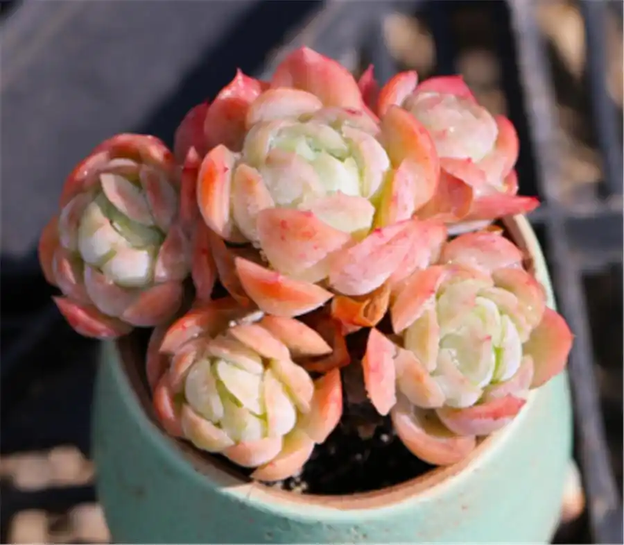 双子贝瑞太有仙气了，做好这5点，上色爆盆两不误