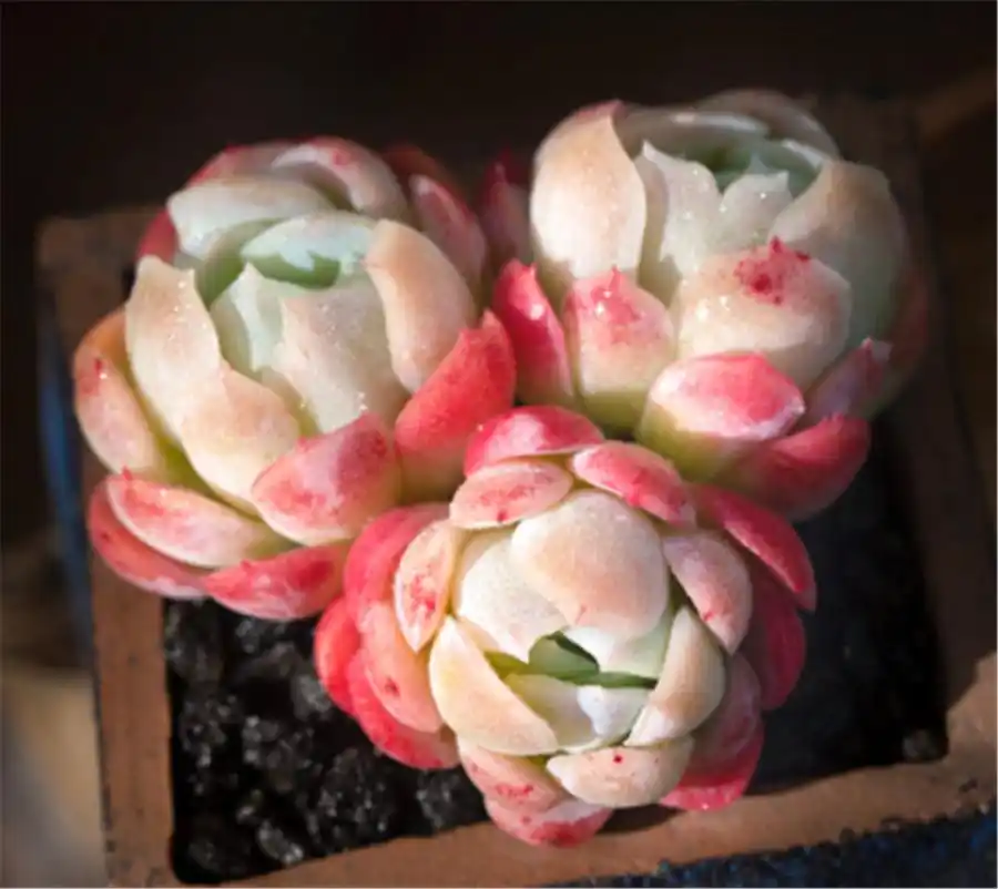 双子贝瑞养护技巧_上色爆盆方法_摇钱树多肉会爆盆吗