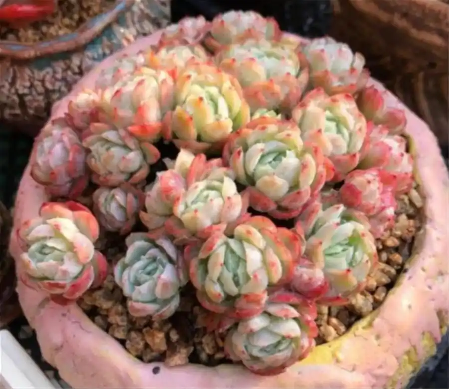 双子贝瑞养护技巧_上色爆盆方法_摇钱树多肉会爆盆吗