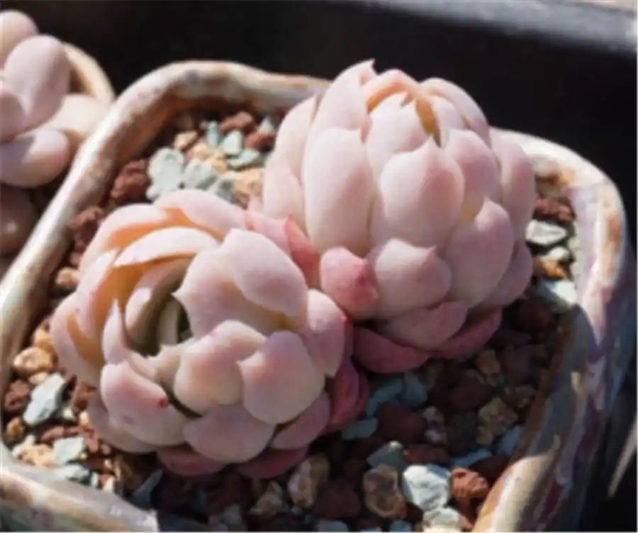 摇钱树多肉会爆盆吗_双子贝瑞养护技巧_上色爆盆方法