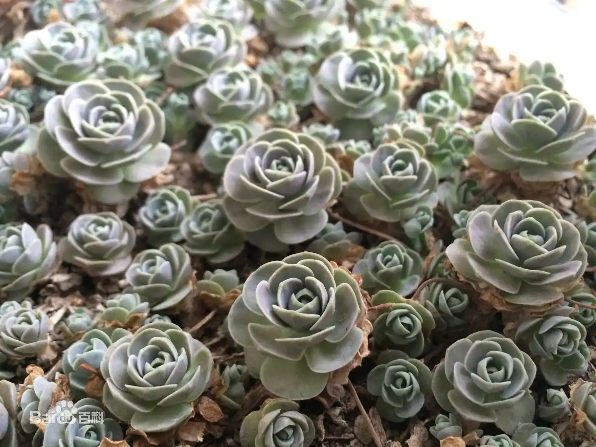 十大最好养最容易爆盆的多肉植物
