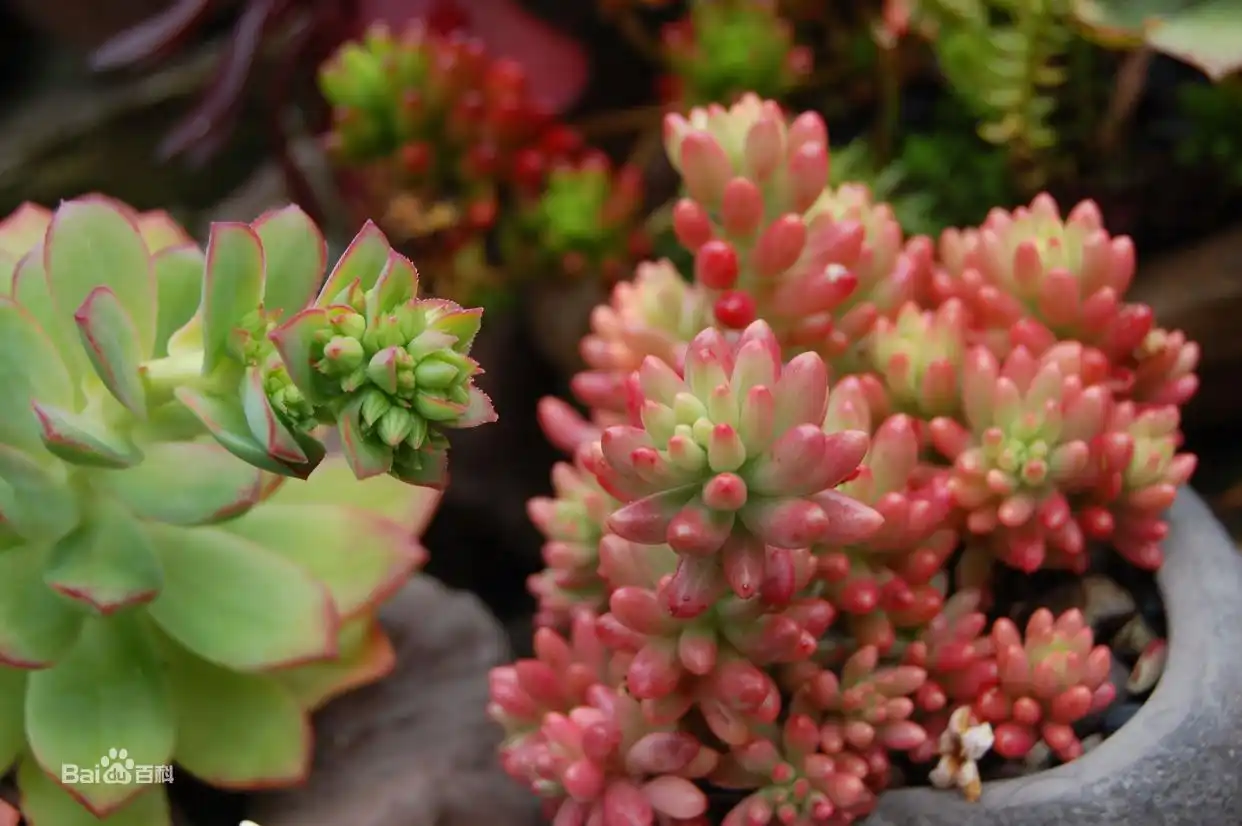 摇钱树多肉会爆盆吗_景天科多肉植物_子持莲华景天科植物