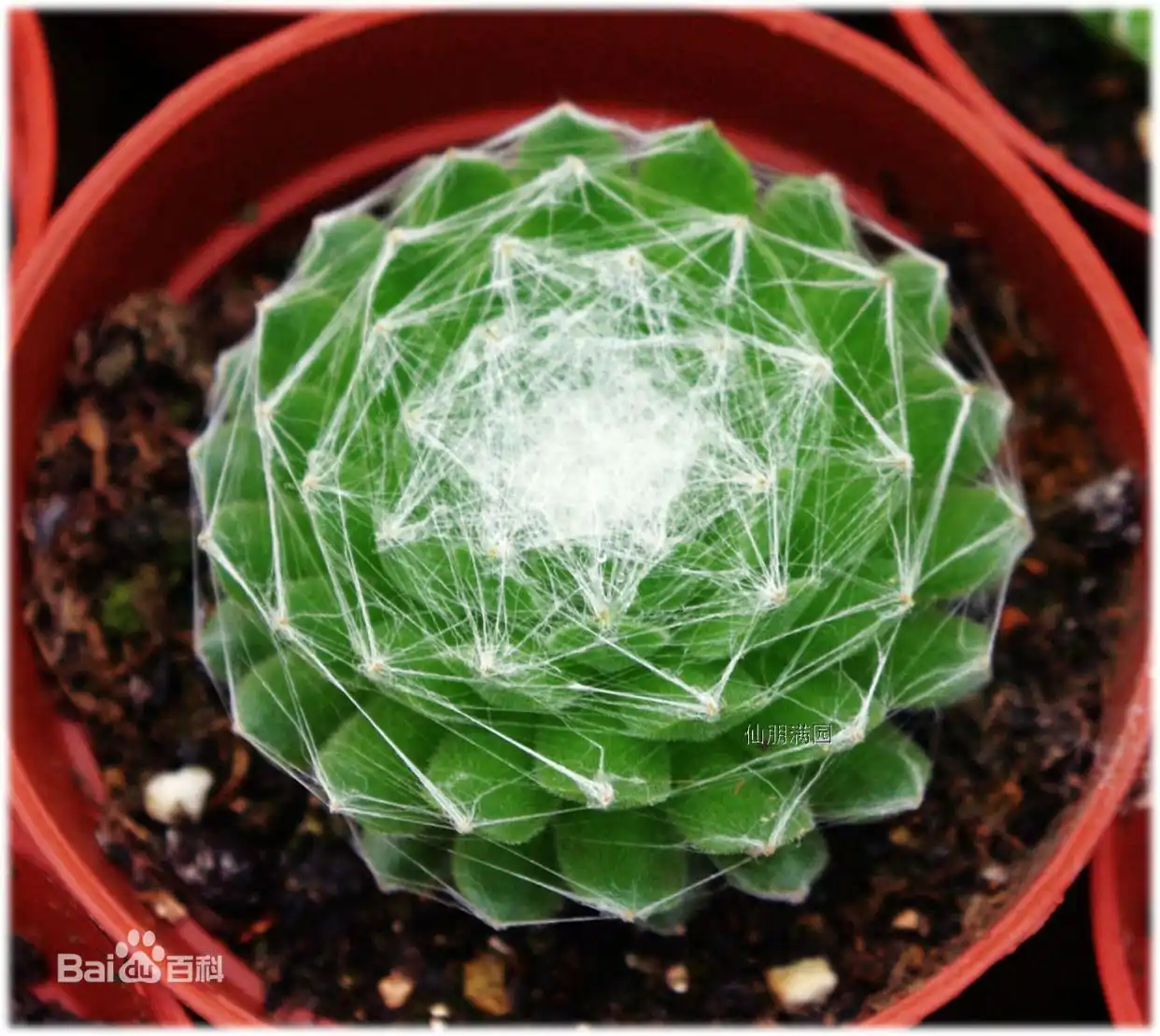 摇钱树多肉会爆盆吗_子持莲华景天科植物_景天科多肉植物