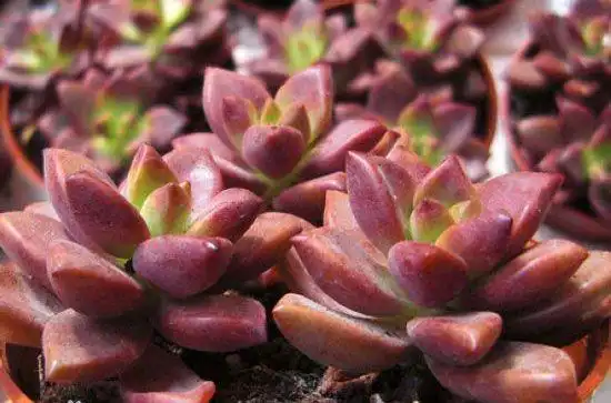 子持莲华景天科植物_景天科多肉植物_摇钱树多肉会爆盆吗