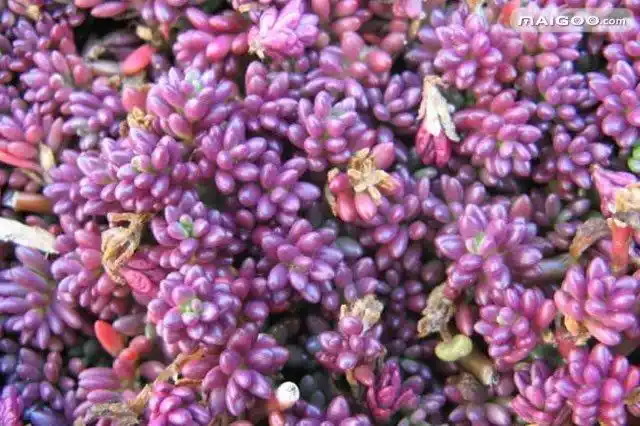 摇钱树多肉会爆盆吗_景天科多肉植物_子持莲华景天科植物