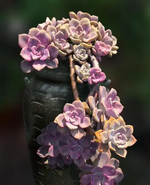 养好紫乐很简单，做好“3点”，叶片肥厚，颜色特别美