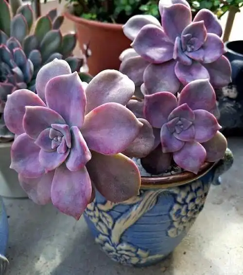 紫乐多肉植物_摇钱树多肉会爆盆吗_紫悦多肉好养活