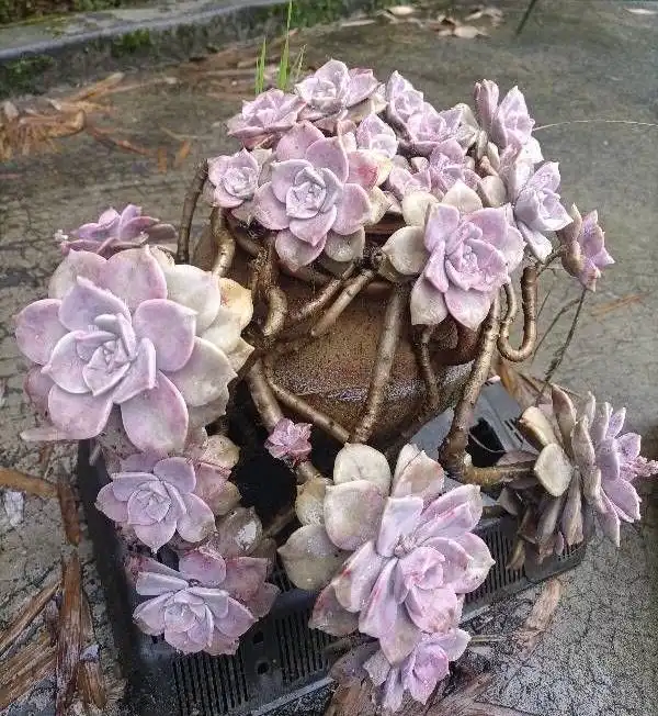 紫乐多肉植物_紫悦多肉好养活_摇钱树多肉会爆盆吗