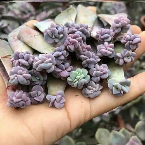 紫悦多肉好养活_摇钱树多肉会爆盆吗_紫乐多肉植物