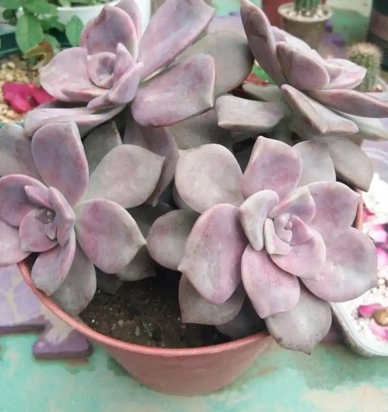 紫悦多肉好养活_摇钱树多肉会爆盆吗_紫乐多肉植物