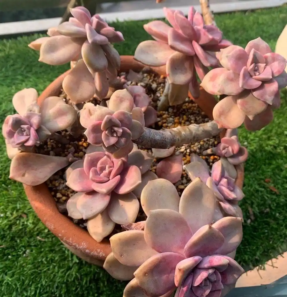 紫悦多肉好养活_紫乐多肉植物_摇钱树多肉会爆盆吗