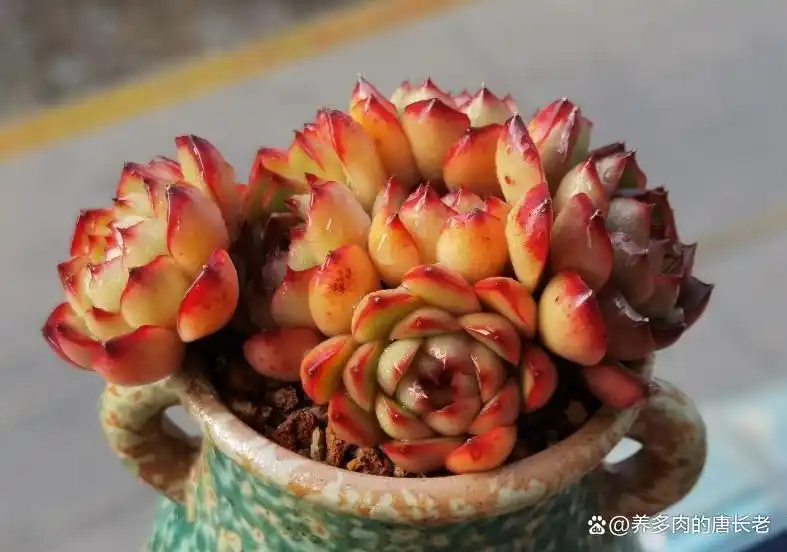 多肉这么火，据说是因为拥有一些神奇的技能，你知道是什么吗？