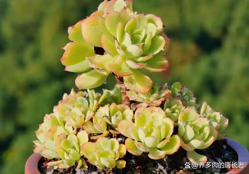养多肉带来的影响_摇钱树多肉会爆盆吗_多肉植物神奇技能