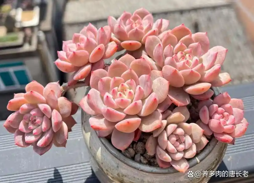 养多肉带来的影响_多肉植物神奇技能_摇钱树多肉会爆盆吗