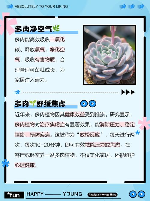 养多肉带来的影响_摇钱树多肉会爆盆吗_多肉植物神奇技能
