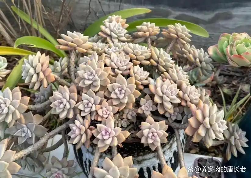 多肉植物神奇技能_养多肉带来的影响_摇钱树多肉会爆盆吗