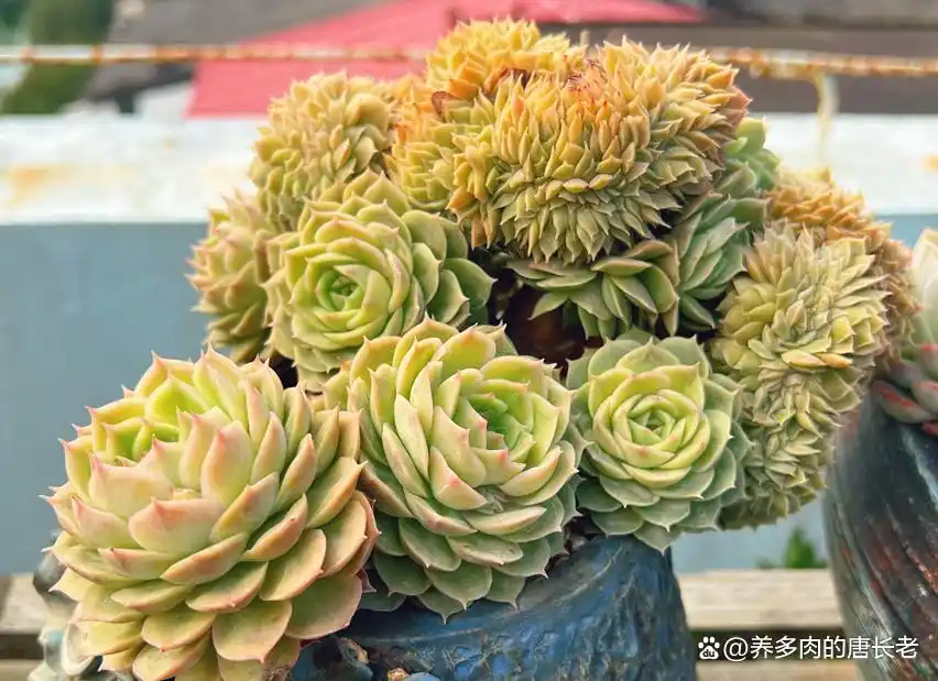 多肉植物神奇技能_养多肉带来的影响_摇钱树多肉会爆盆吗