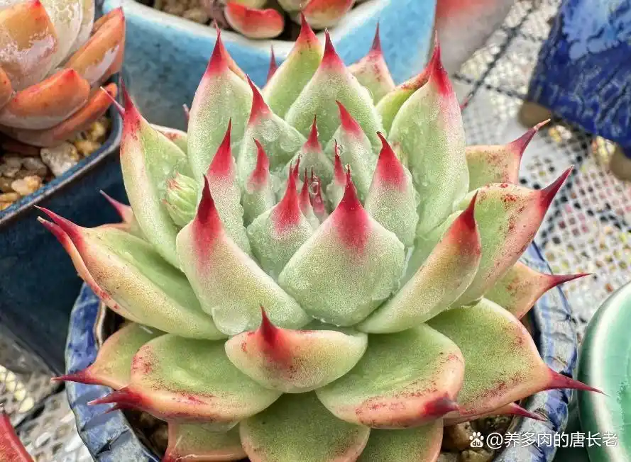 养多肉带来的影响_摇钱树多肉会爆盆吗_多肉植物神奇技能