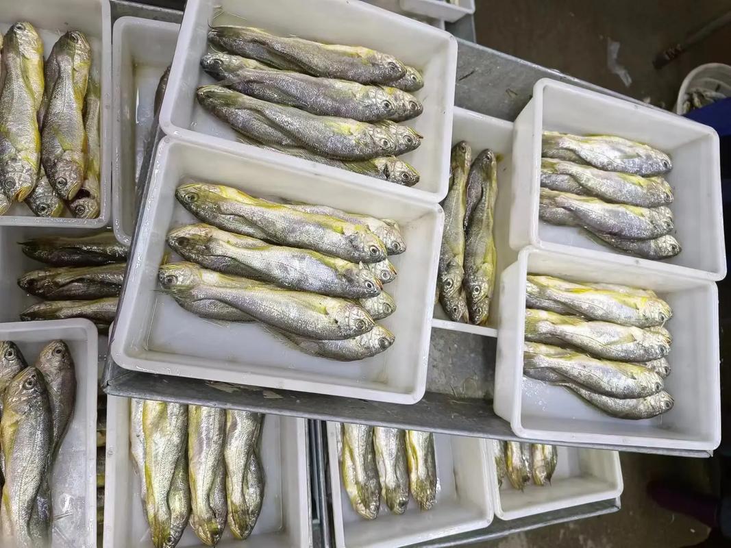 9月份非农数据影响_大非农数据一个月几次_黄鱼走势分析