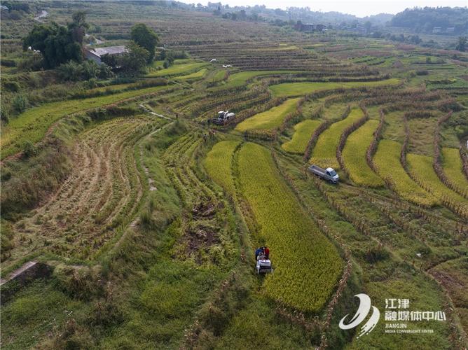 重庆粮食产量增长_重庆地产开发商_重庆粮食播种面积统计