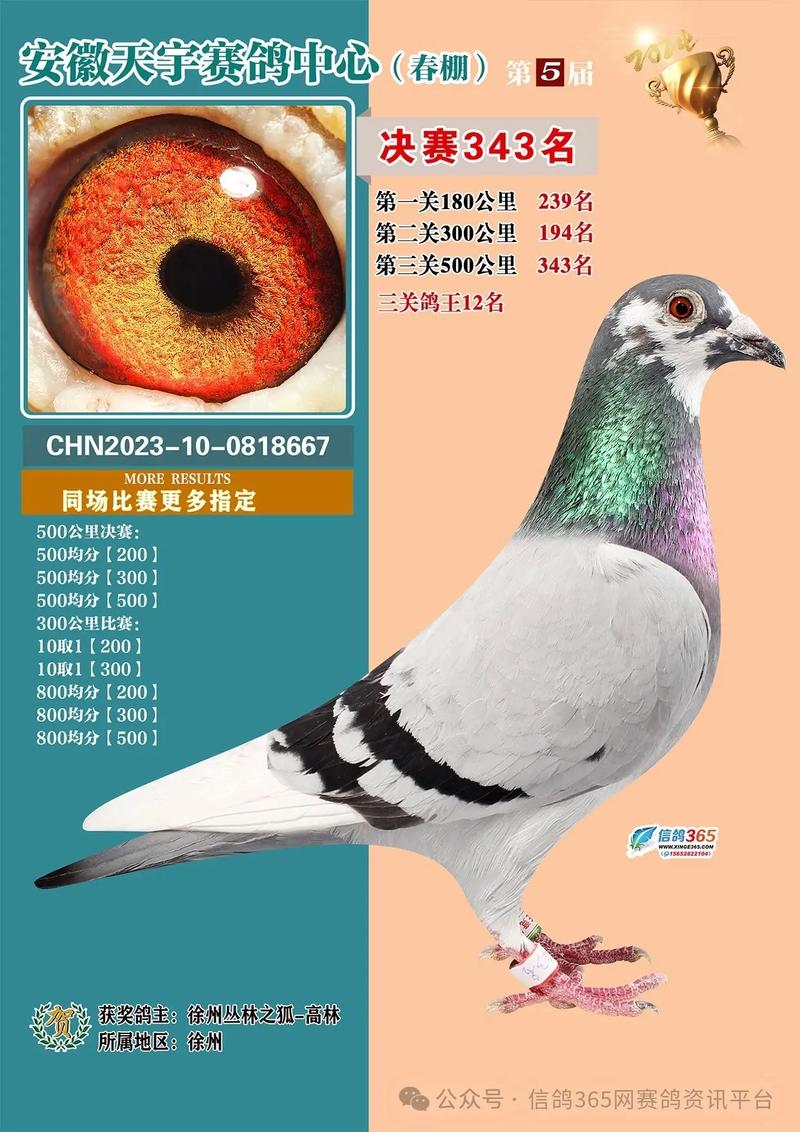 800名鸽友争夺战！安徽天宇绝杀决赛归巢，首羽归来冠军果然非