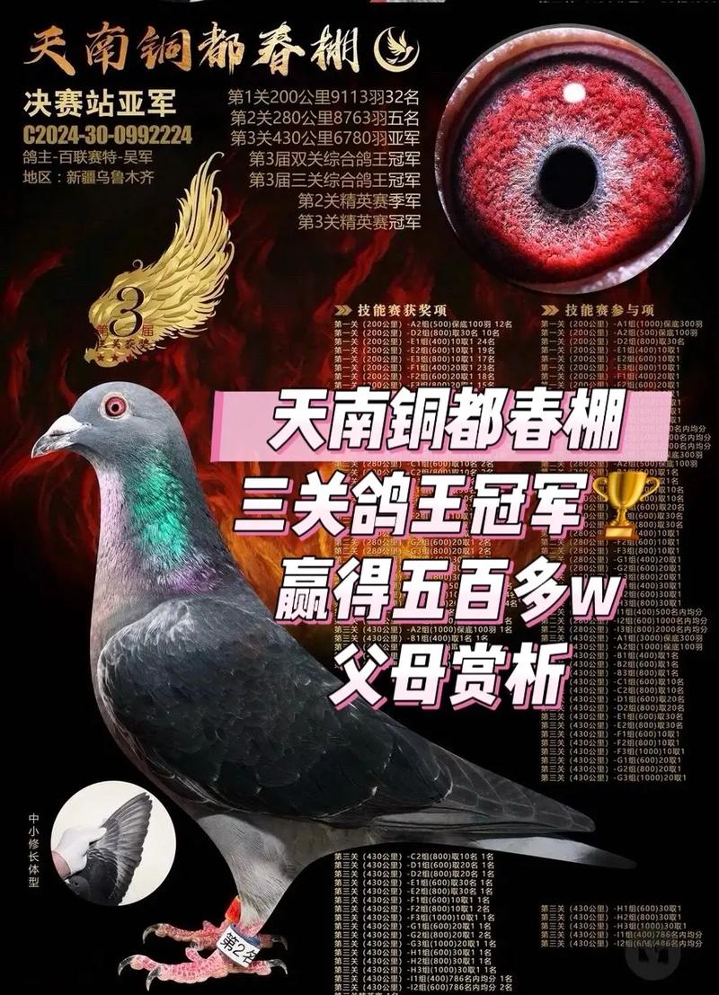 北京天宇鸽业鸽子咋样_天宇工棚安徽天宇赛鸽中心_安微天宇鸽赛中心