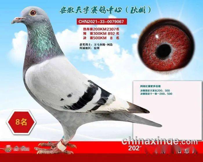 安微天宇鸽赛中心_福建天宇鸽业种鸽图片_安微金蚌公棚赛鸽中心