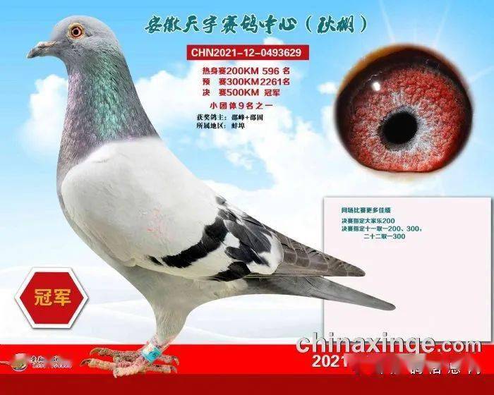 安微金蚌公棚赛鸽中心_福建天宇鸽业种鸽图片_安微天宇鸽赛中心