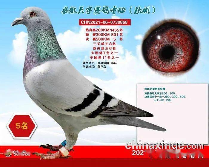安微天宇鸽赛中心_福建天宇鸽业种鸽图片_安微金蚌公棚赛鸽中心