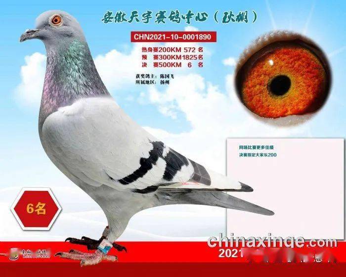 安微金蚌公棚赛鸽中心_安微天宇鸽赛中心_福建天宇鸽业种鸽图片